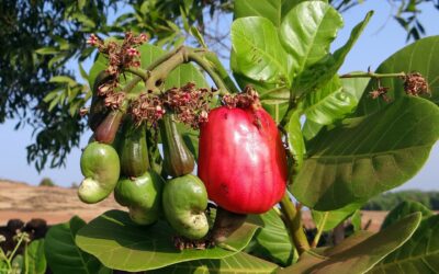 Where Are Cashews Grown – An Overview of Growing Regions