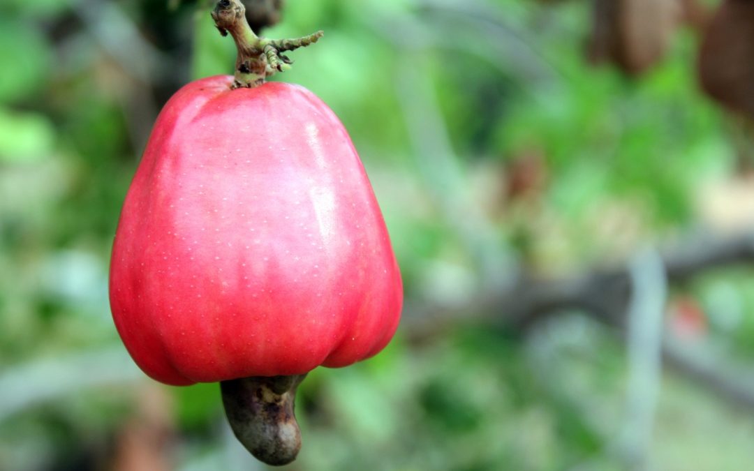 Exploring the Exotic Flavors of Cashew Apple-Based Beverages
